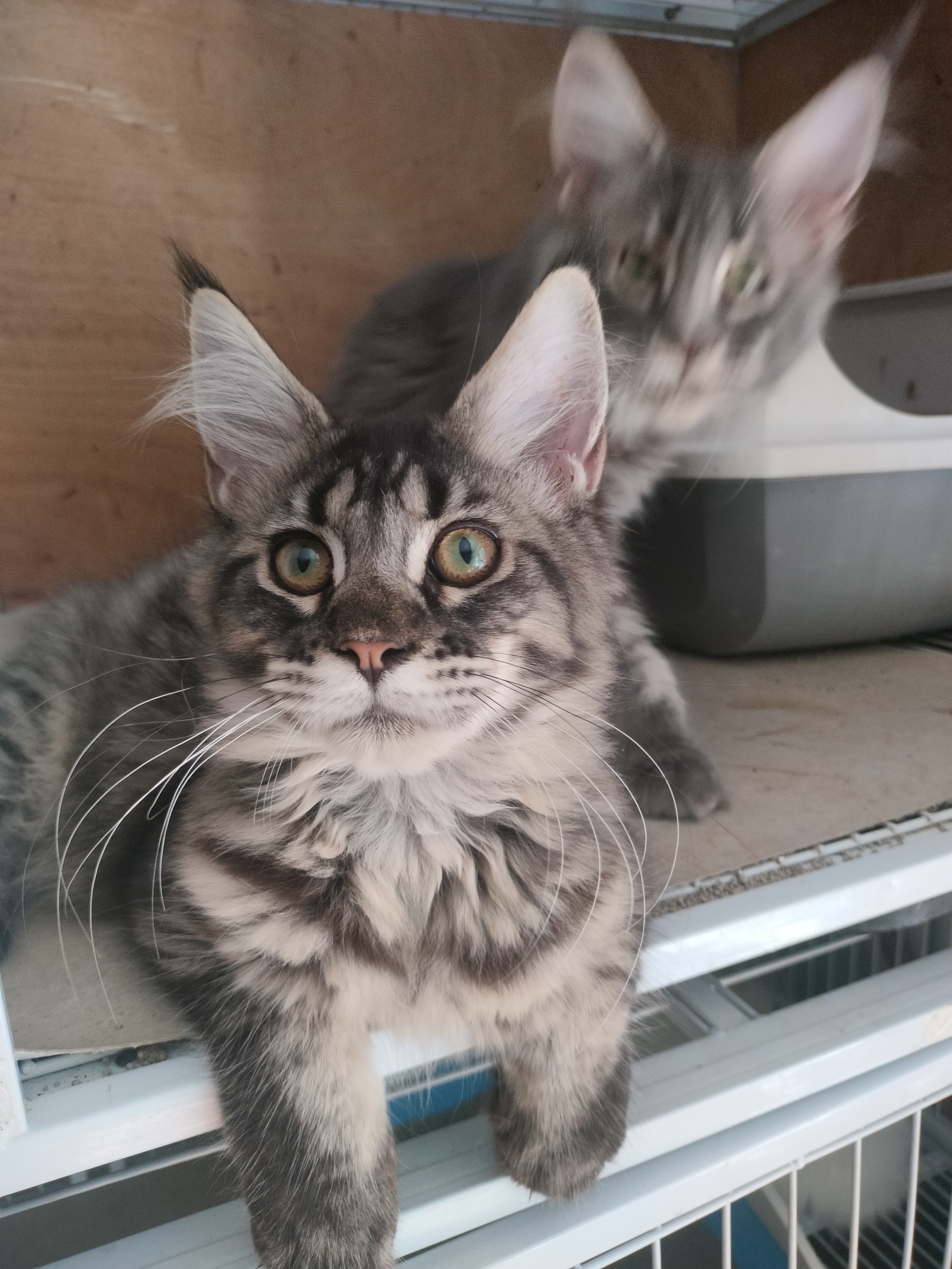 缅因猫